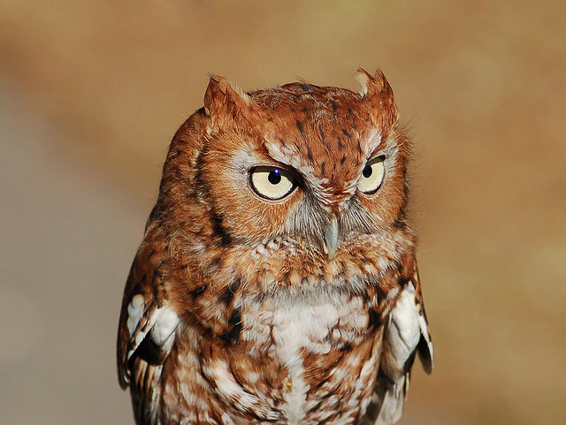 Behold the eastern screech owl! While it was too dark on the Prowl for pictures, th 